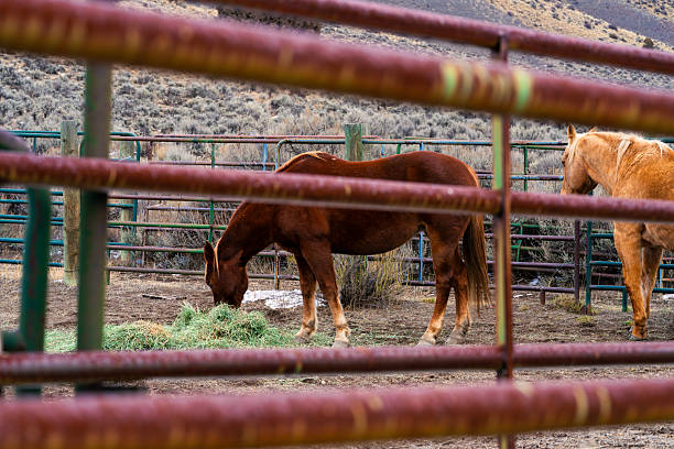 Cold winter overcast light with animals in corral eating hay in hay bale. View through rusty rustic metal fence with focus on horses in background.