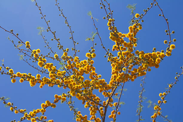 yellow puffball flowers of the Sweet Acacia tree (Vachellia farnesiana)