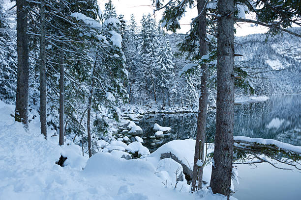 Forest lake in winter with snow covered trees