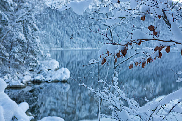 Forest lake in winter with snow covered trees
