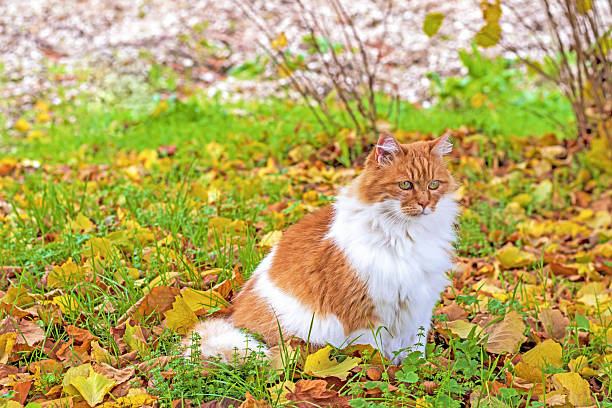 A fluffy orange-and-white cat sits amid a scatter of fallen leaves, its fur catching the soft autumn light while green grass and gold foliage frame it like a seasonal portrait.In the Italian Lazio region.