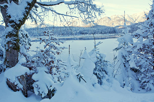 Forest lake in winter with snow covered trees