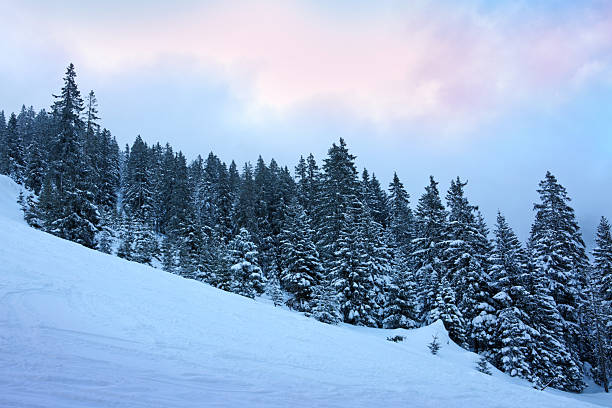 Sunlit pine trees stand in the foreground with a sweeping view of snow-dusted slopes and dense forest under a clear blue sky near Mont Joly in the French Alps.