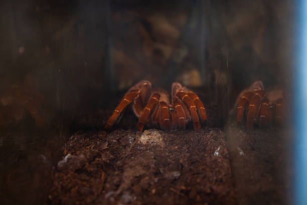 Tarantula On Human Skull Close-Up, Fearful Halloween