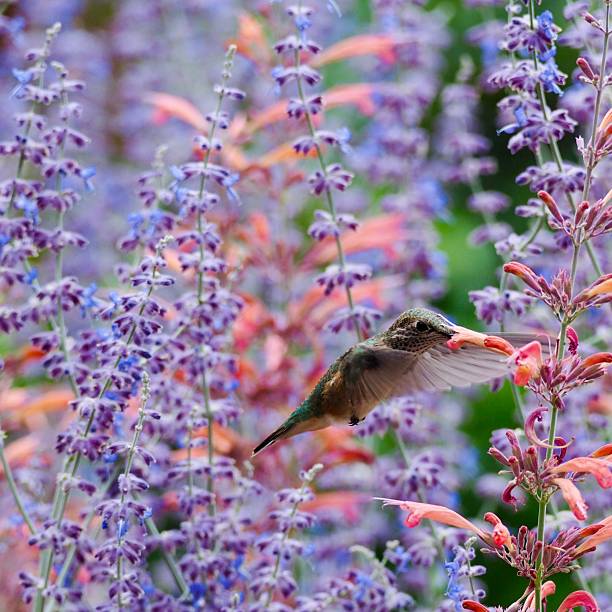 Broad Tailed Hummingbird pollinating from Hyssop in Colorado. OLYMPUS DIGITAL CAMERA