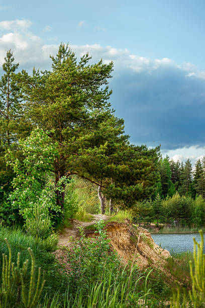 Serene landscape featuring a lush pathway leading to a tranquil lake, surrounded by vibrant greenery and a dynamic sky. Ideal for nature and travel themes