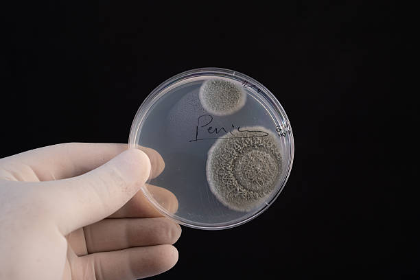 istock Massive Growth of Identified Penicillium Species Fungal Colony in a Microbiology Laboratory Petri 2250405015