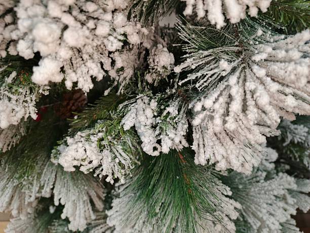 Snow-covered green pine branches.Snowy Christmas tree banner background.Greeting card template.