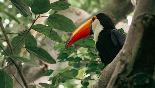istock Toucan sitting on a branch of a tree 2250409053