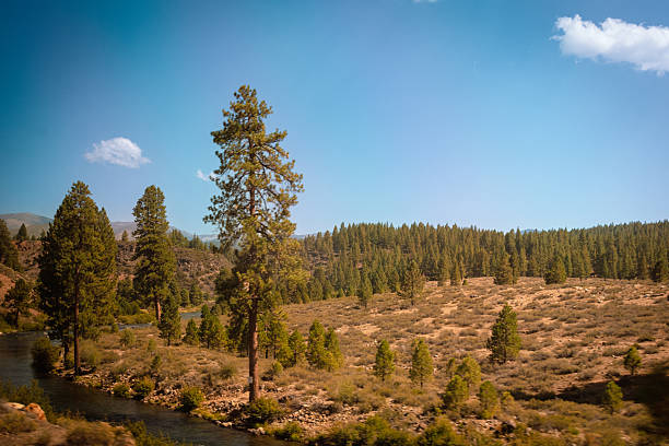 Burnt out forest in Yellowstone toned to Sepia.Shot from a low angle.