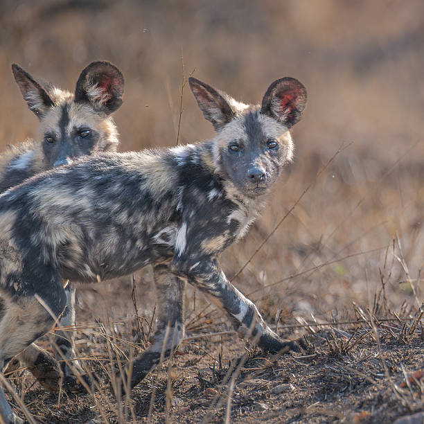 istock African wild dog setting off to hunt 2250412432