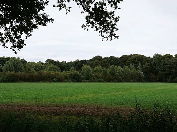 A wide, horizontal photo of a large green grass field with a dense line of dark green trees and bushes in the background under a cloudy sky.