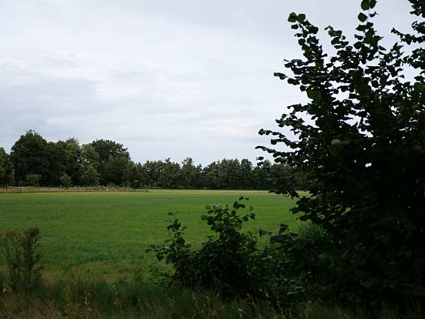 istock lush green field under a bright, overcast sky. 2250414940