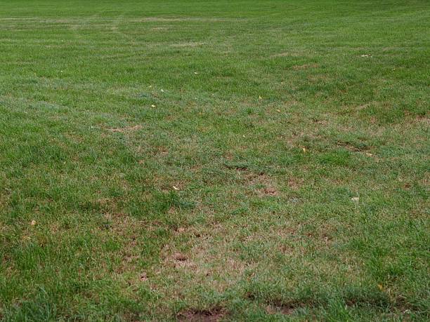 istock esidential lawn or grassy field . severe damage and poor turf quality 2250414948