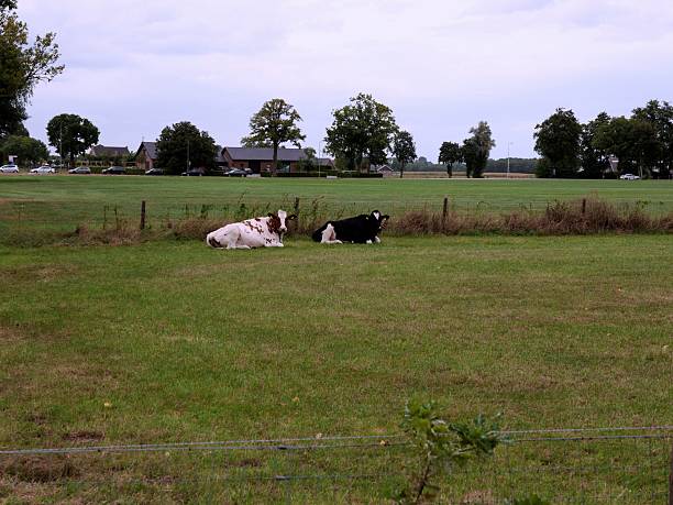 A wide, horizontal stock photo captures a tranquil rural landscape with a green grass field in the foreground, separated by a wire fence. Two dairy cows, one black-and-white Holstein Friesian and one red-and-white, are lying down in the grass. In the mid-ground, a dense line of trees and houses creates a backdrop under a bright, overcast sky. This image depicts peaceful countryside life, farmland, and common European domestic cattle on a farm during the daytime.