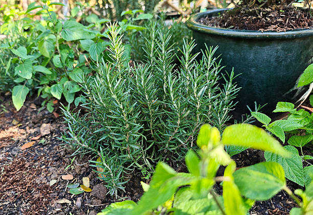 istock Rosemary plants in the garden 2250418053