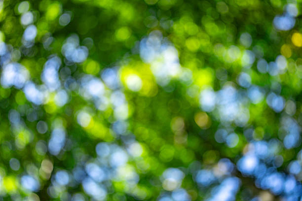 istock Green leaf at summer banner. Environment ecology or greenery wallpaper. Green leaf background. Nature background. Blurred background of leaves. Leaf foliage nature green background. 2250419301
