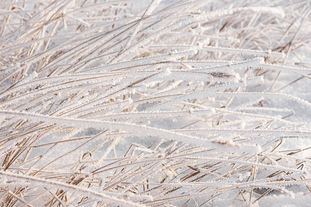 Beautiful winter close-up of the long dry leaned grass covered with white hoarfrost in the snowy field.
