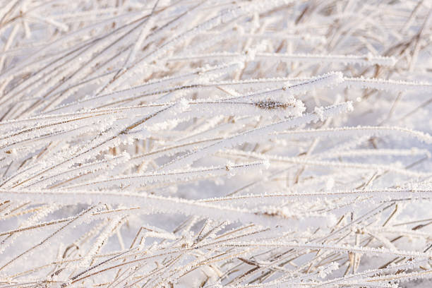 Beautiful winter close-up of the long dry leaned grass covered with white hoarfrost in the snowy field.