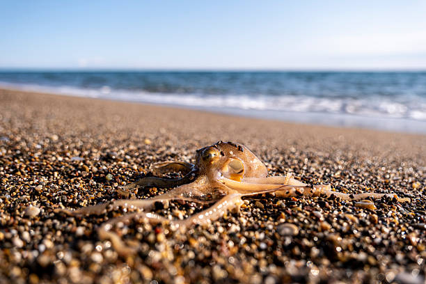 istock Little octopus washed ashore on beach sand. 2250419622