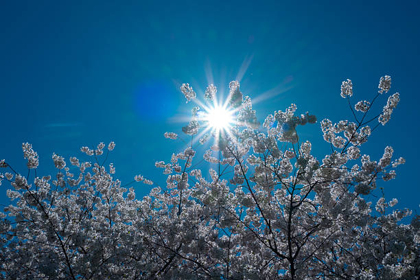 Spring background. Blossom tree branch with white flowers. Spring flowers. White flowers the fruit tree. The sakura. Cherry blossom trees in bloom. Blooming apple tree in the spring garden