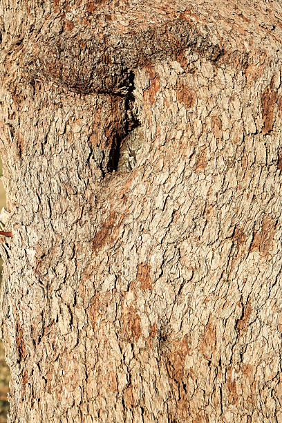 istock Close-up of Intricate Willow Acacia Tree Bark Texture 2250421690