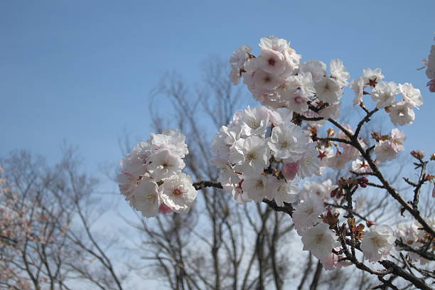 istock Japanese culture 2250427127