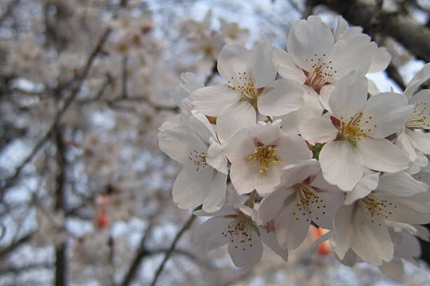 istock Japanese culture 2250427319