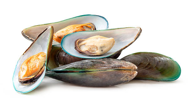 Front view of cooked or steamed green mussels in stack isolated on white background with clipping path