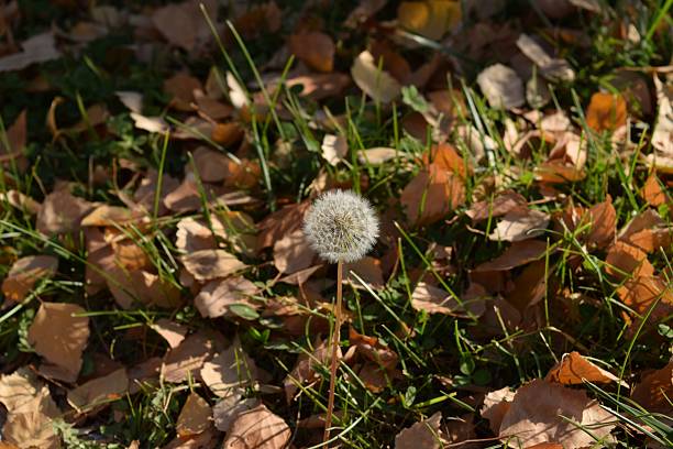 Fluffy dandelion among fallen autumn leaves on green grass