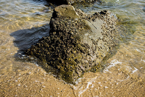 A large rock covered in barnacles partially submerged in clear coastal water, showing marine biodiversity and shoreline interaction.
