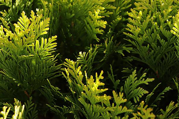 istock Vibrant Green Conifer Foliage Background 2250443893