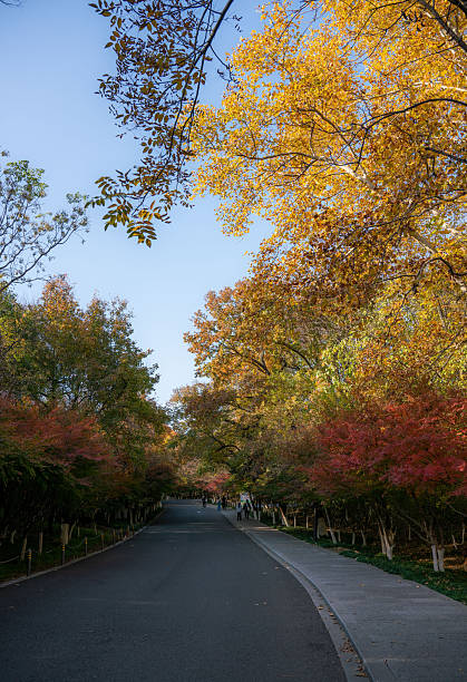 istock Autumn scenery with colorful trees lining a peaceful road 2250444067