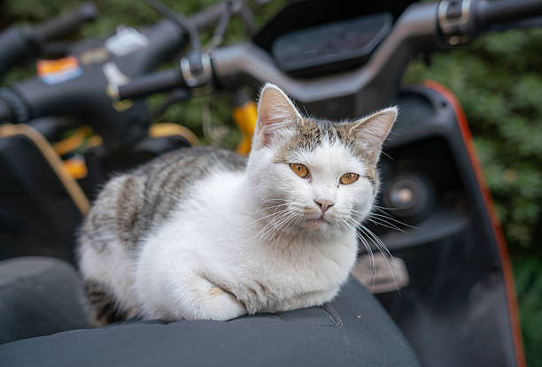 istock A white and gray cat lying on a scooter 2250444179