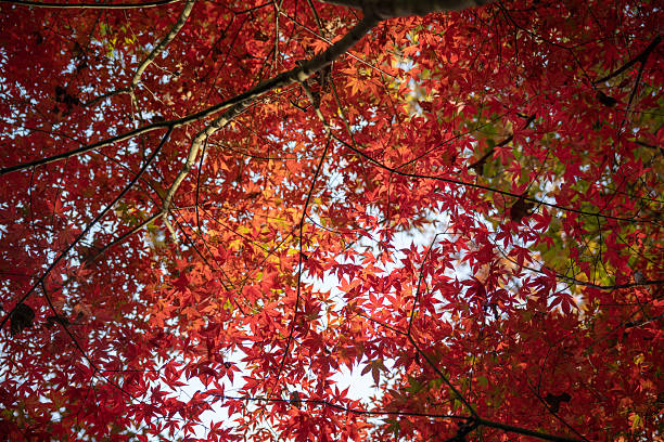 istock Vibrant Red Maple Leaves in Full Autumn Splendor 2250444222