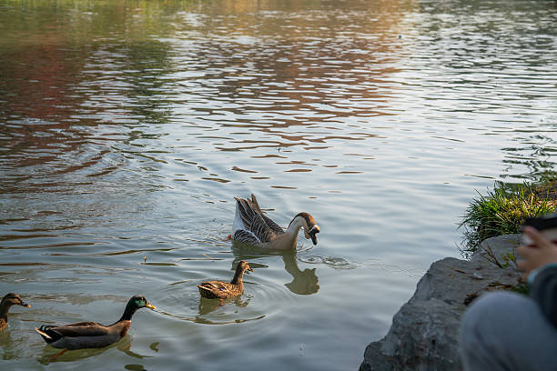 istock Ducks swimming in a calm pond with some ripples 2250445507