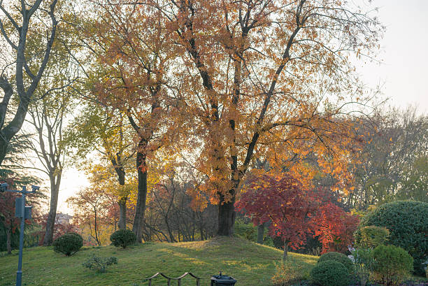 A picturesque autumn scene featuring trees with vibrant autumn colors in a park at sunset.