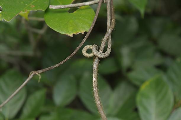 istock Curled Vine Tendril on Green Blurred Background 2250446917