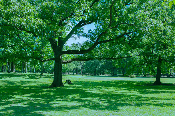 istock Green Trees in the park 2250446919