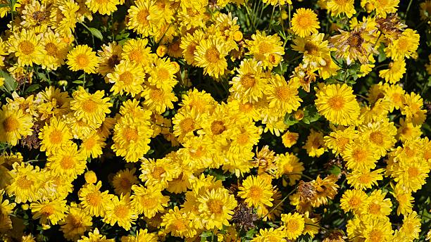 istock Bright yellow chrysanthemum flowers fields. 2250446997