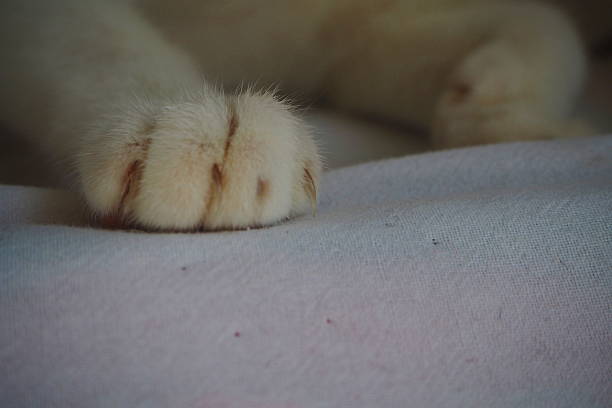 This close-up photograph captures the delicate details of a white cat's paw, including its soft fur and partially extended claws.