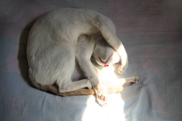 A beautiful white cat is curled up, peacefully sleeping in a warm patch of sunlight, covering its eyes with a paw.