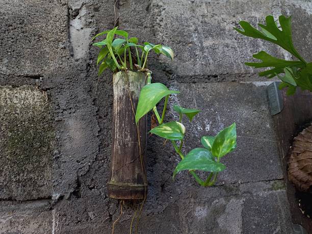 istock Golden pothos plant growing in bamboo on a rustic textured concrete wall backdrop natural green 2250449927