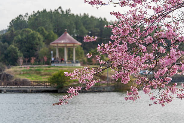 Pink cherry blossoms blooming by the lake