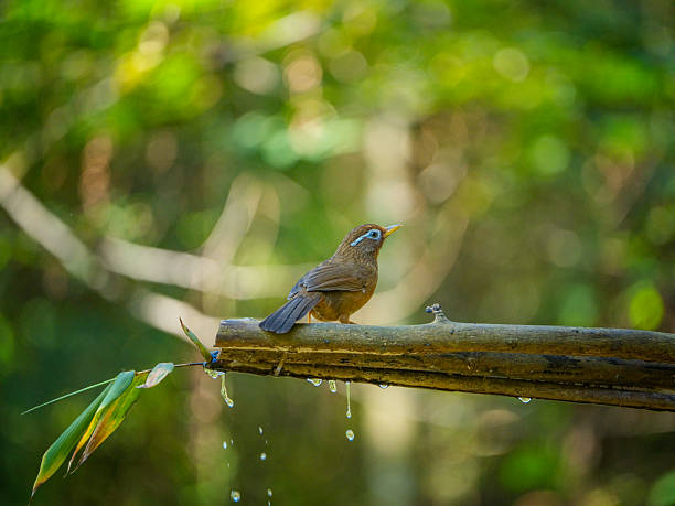 A vibrant bird standing on a red wooden surface next to a banana in a lush green environment in Popayán, Cauca, Colombia.