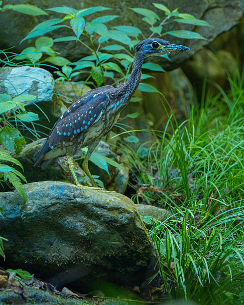 The white-eared night heron (Oroanassa magnifica) is a species of heron in the family Ardeidae. It is threatened by habitat loss and habitat fragmentation.