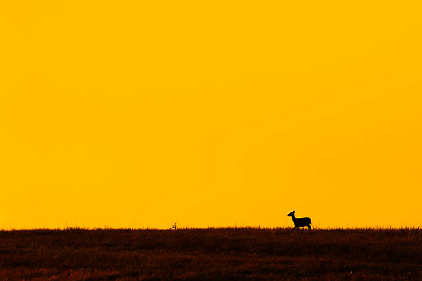istock A Hog Deer walks on the grassland at dusk. 2250452653
