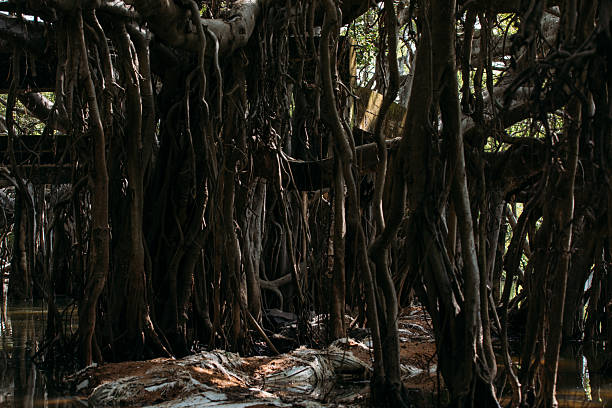 Sai Ngam (Banyan Tree) in Phimai, Nakhon Ratchasima, Thailand.