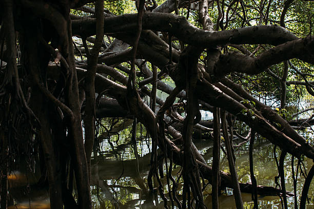 Sai Ngam (Banyan Tree) in Phimai, Nakhon Ratchasima, Thailand.