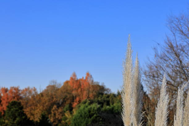 The clear blue autumn sky is perfect for Japanese pampas grass.